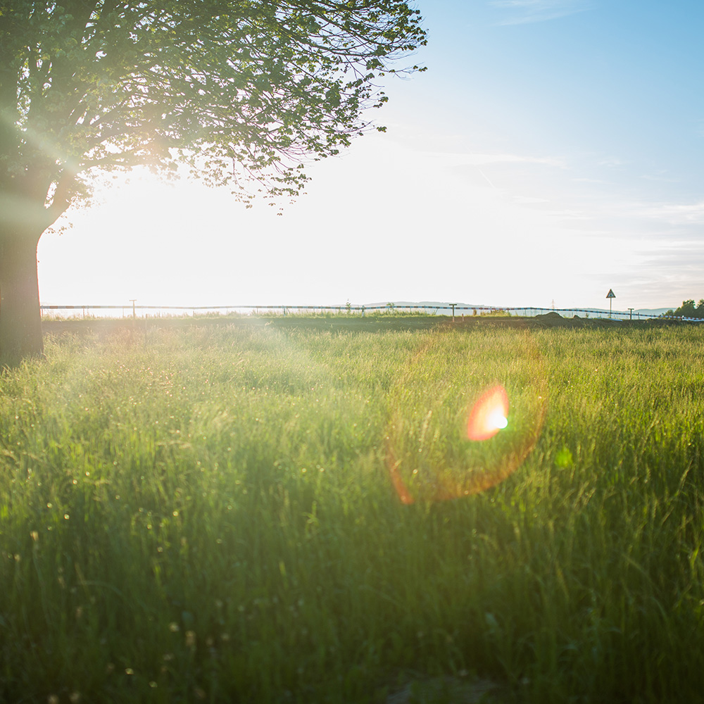 perfectly landscaped grass field