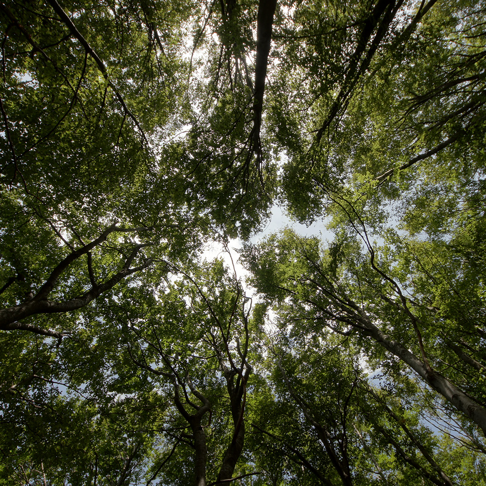 well trimmed trees