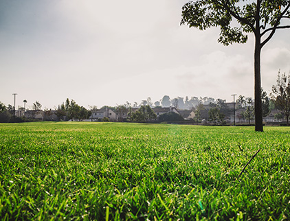 park with green grass and trees