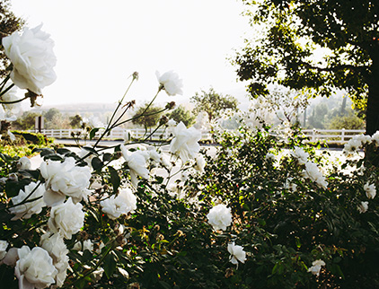 white flowers